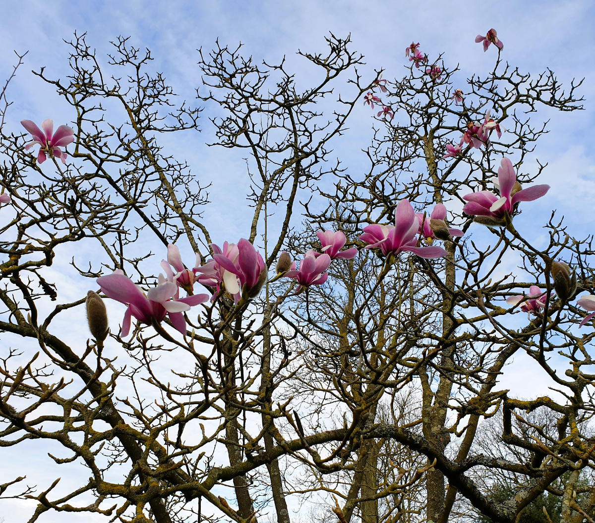 Цветение Magnolia sprengeri var. diva в ботсаду Кью. Лондон.