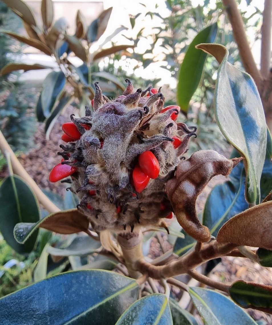 Плод Magnolia grandiflora 'Alta'.