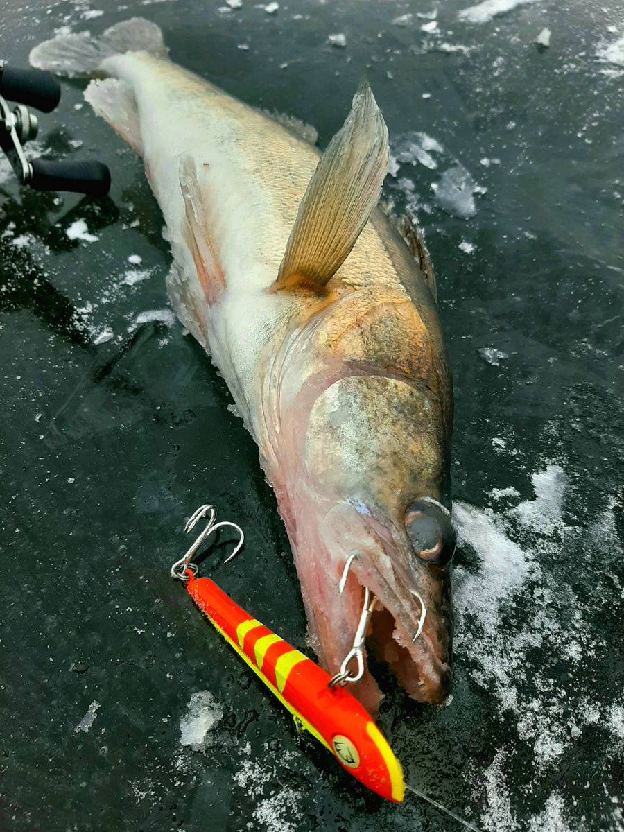 Зимний судак