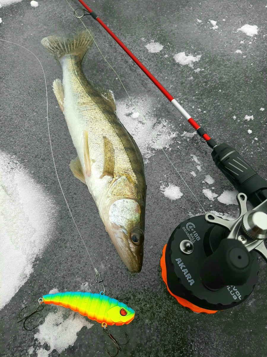 В мороз судаки ловились отлично