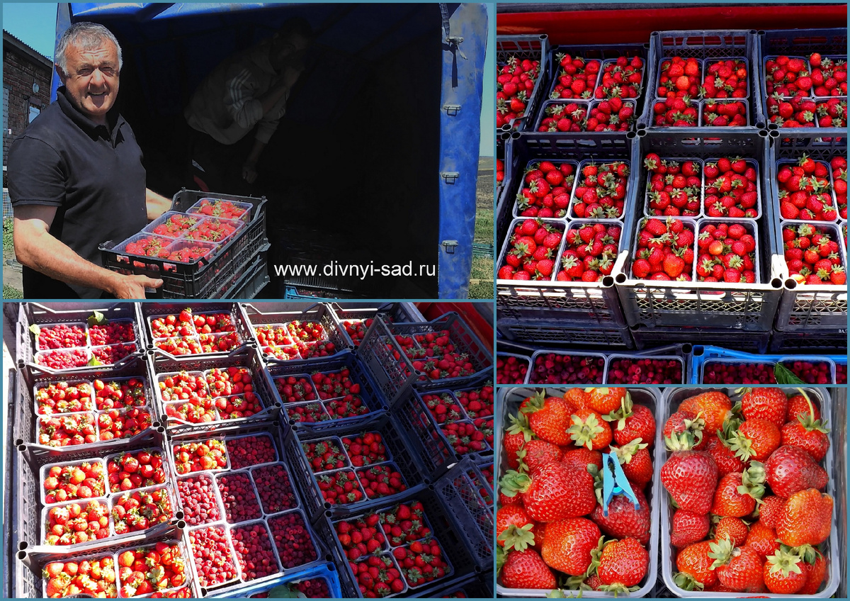 Урожай. Свежая клубника с наших полей