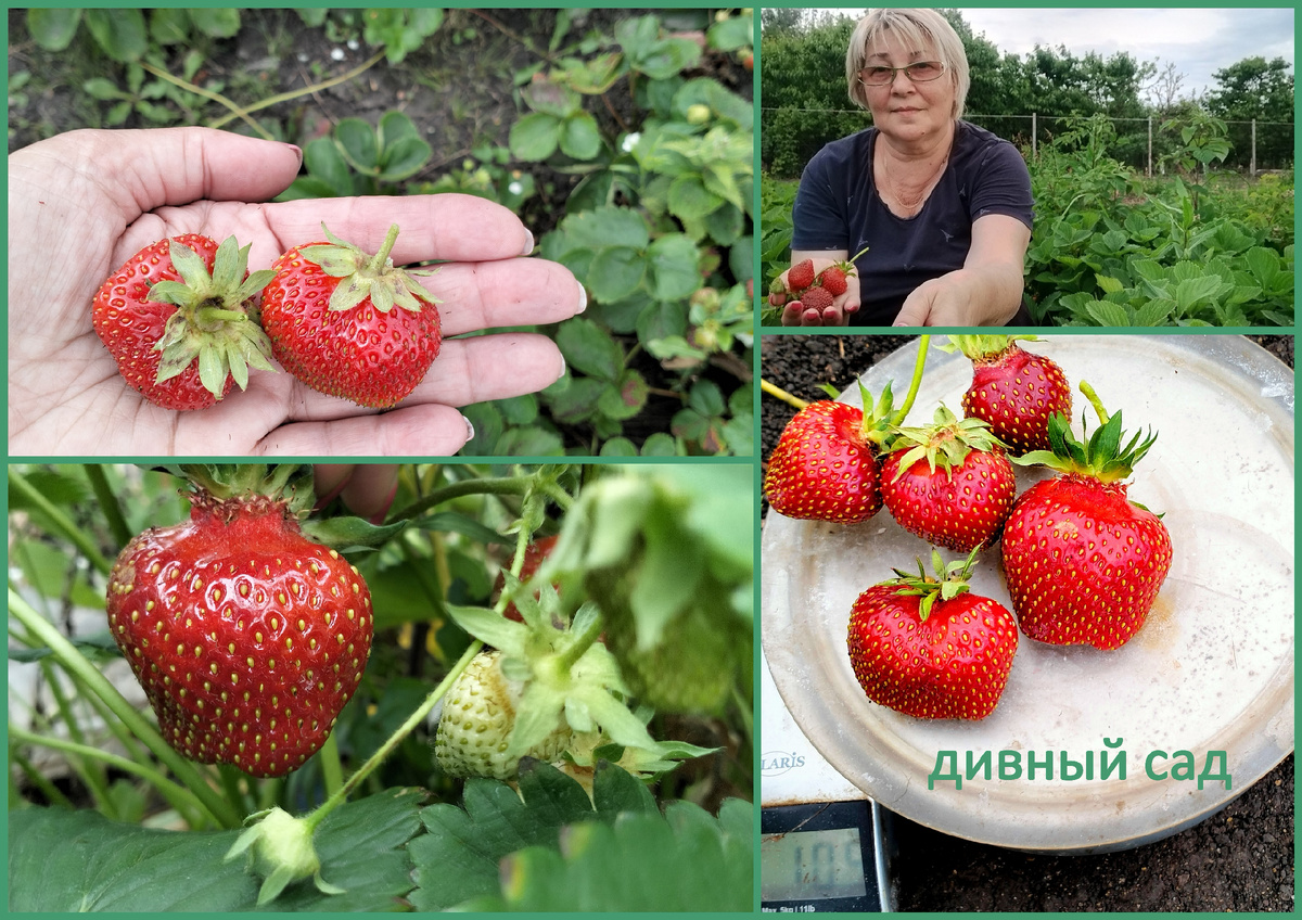 фото клубника Берегиня
