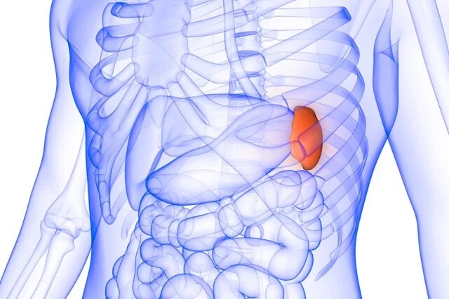    Где находится селезенка?