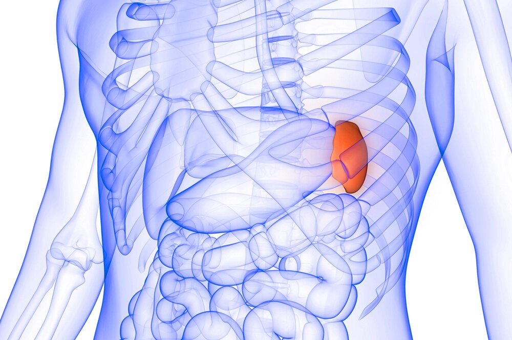    Селезенка. Фото: istockphoto.com/ Artofkosi