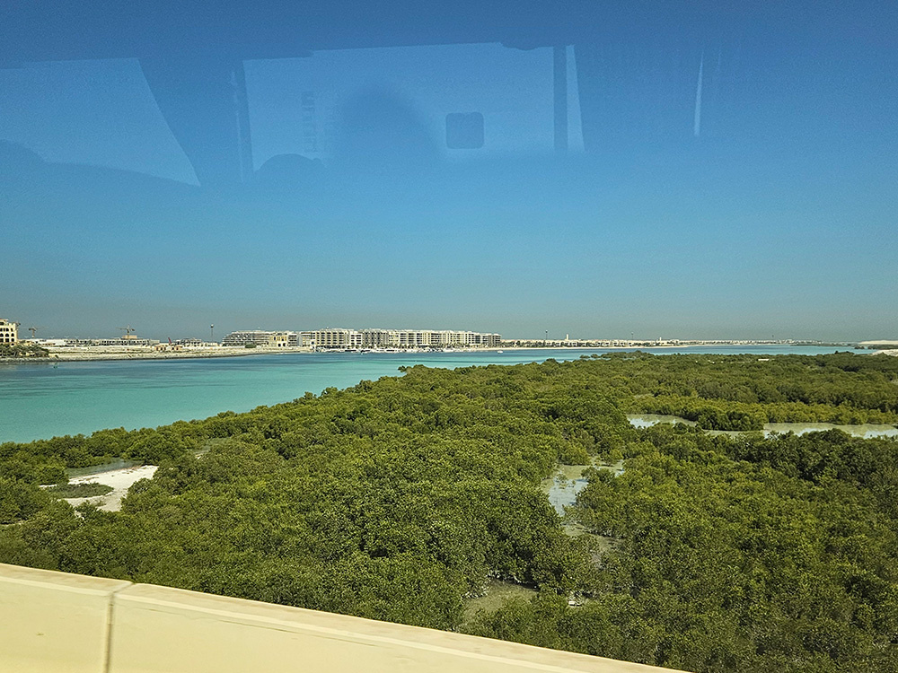 Мангровые деревья. Фотография из личного архива @Галина Терпицкая,2025