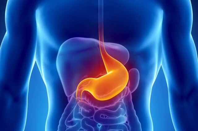    Где находится желудок?