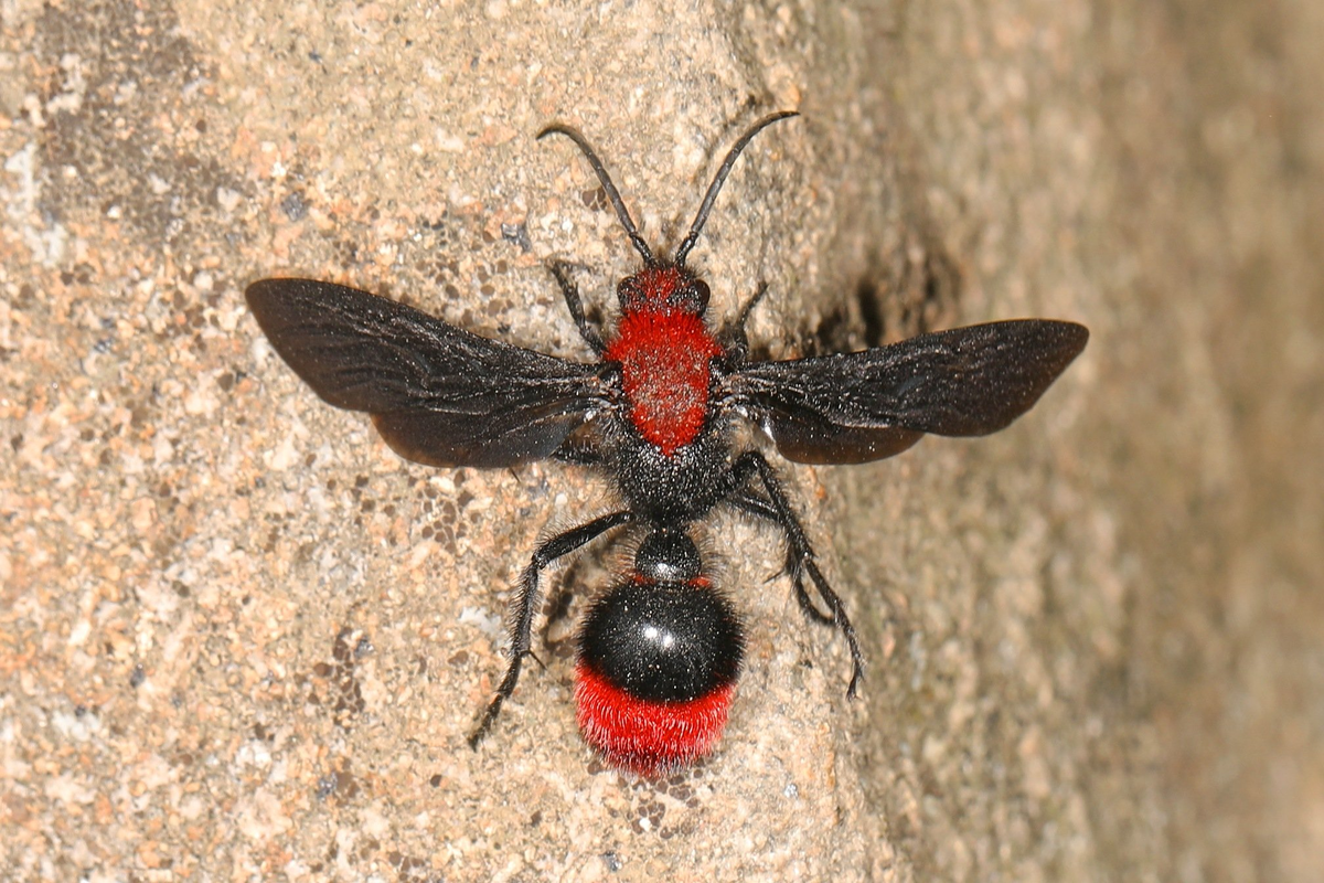 Это самец. У них есть крылья, но они без жала.