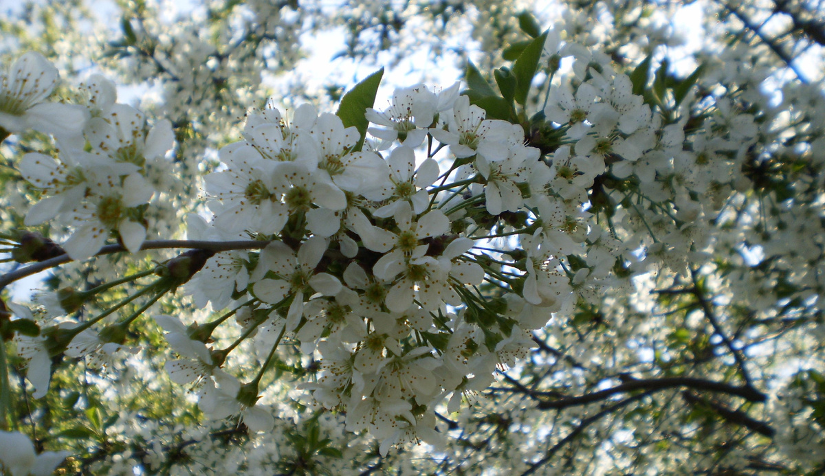 В нашем саду)