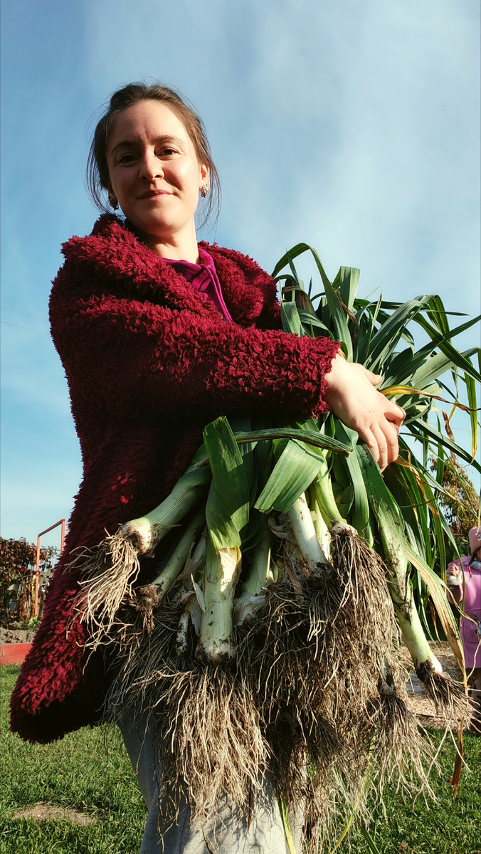 Урожай порея в этом году выдался хороший 