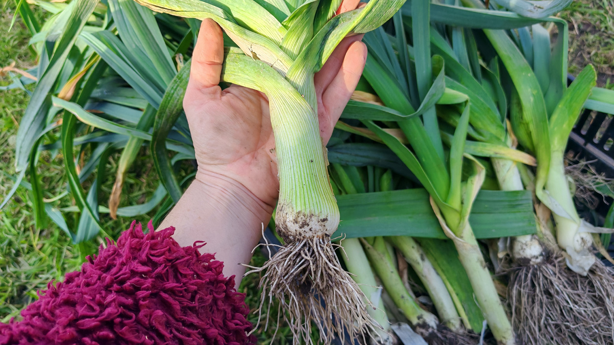 Смое вкусное в этом овоще - это белая часть, но не спешите выбрасывать листики 