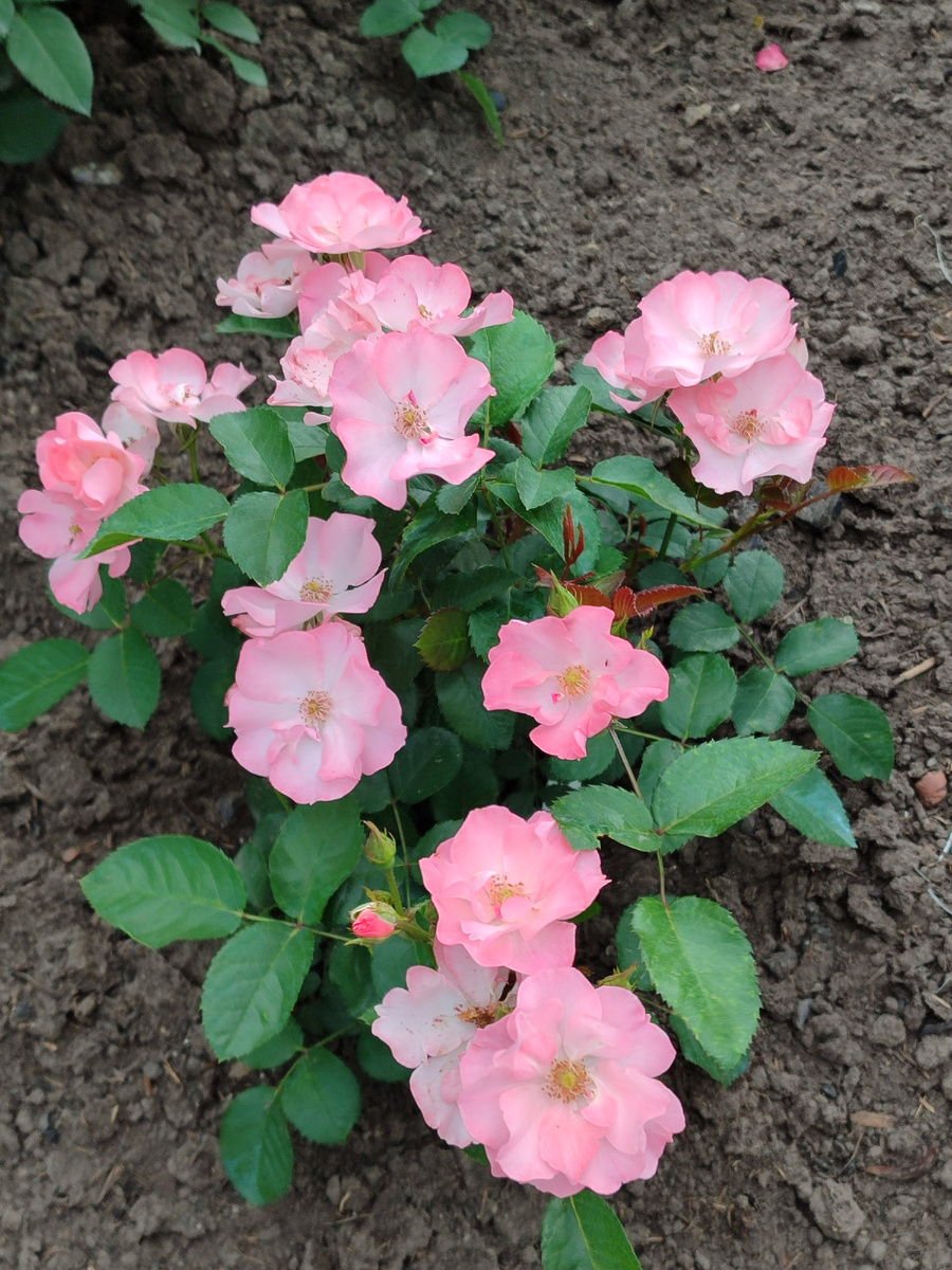 Красоточка