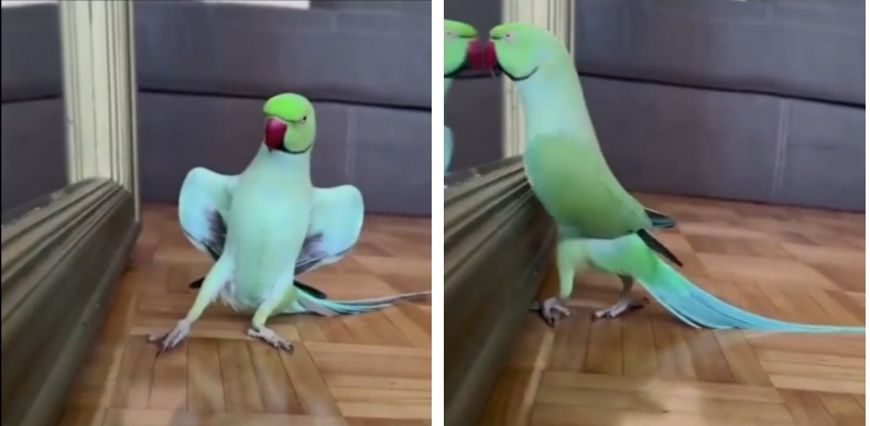 известная "звезда" тик-тока, на видео конечно лучше исполняет.