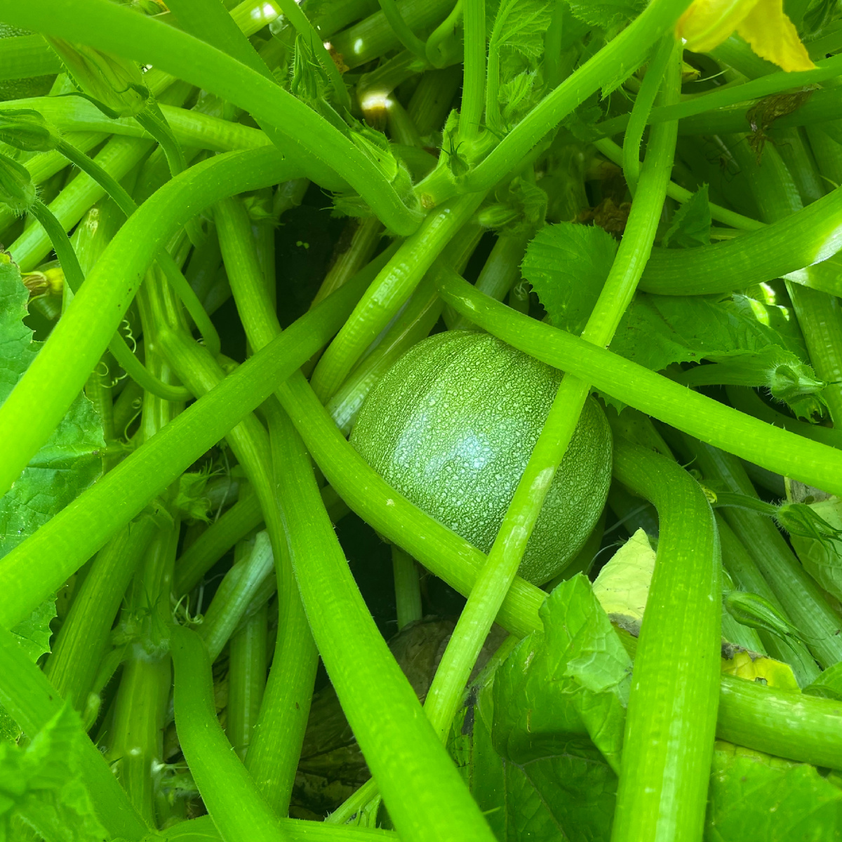 Фото автора.