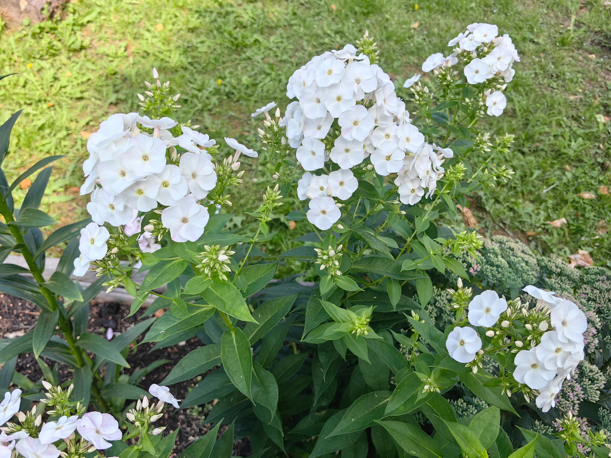 Вот на этом фото он вообще белый-белый 