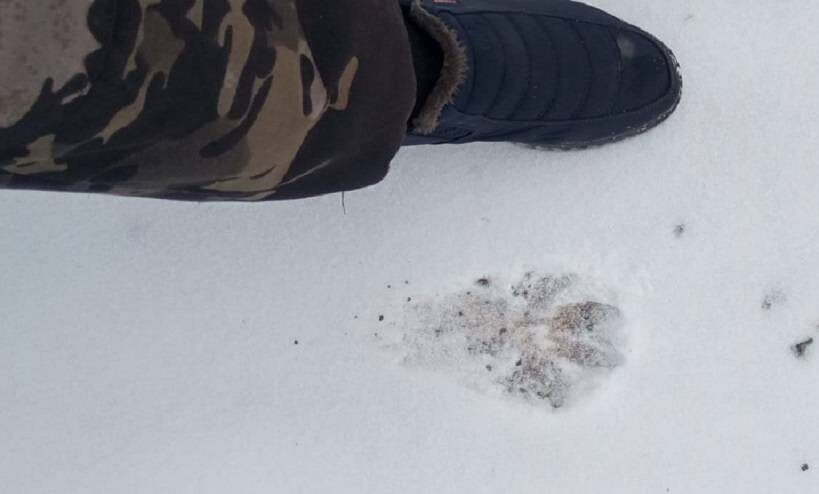    Источник фото: t.me/GazetaSevernoePrimorye