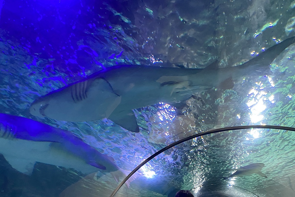Австралийская песчаная акула (серая акула-нянька) в океанариуме