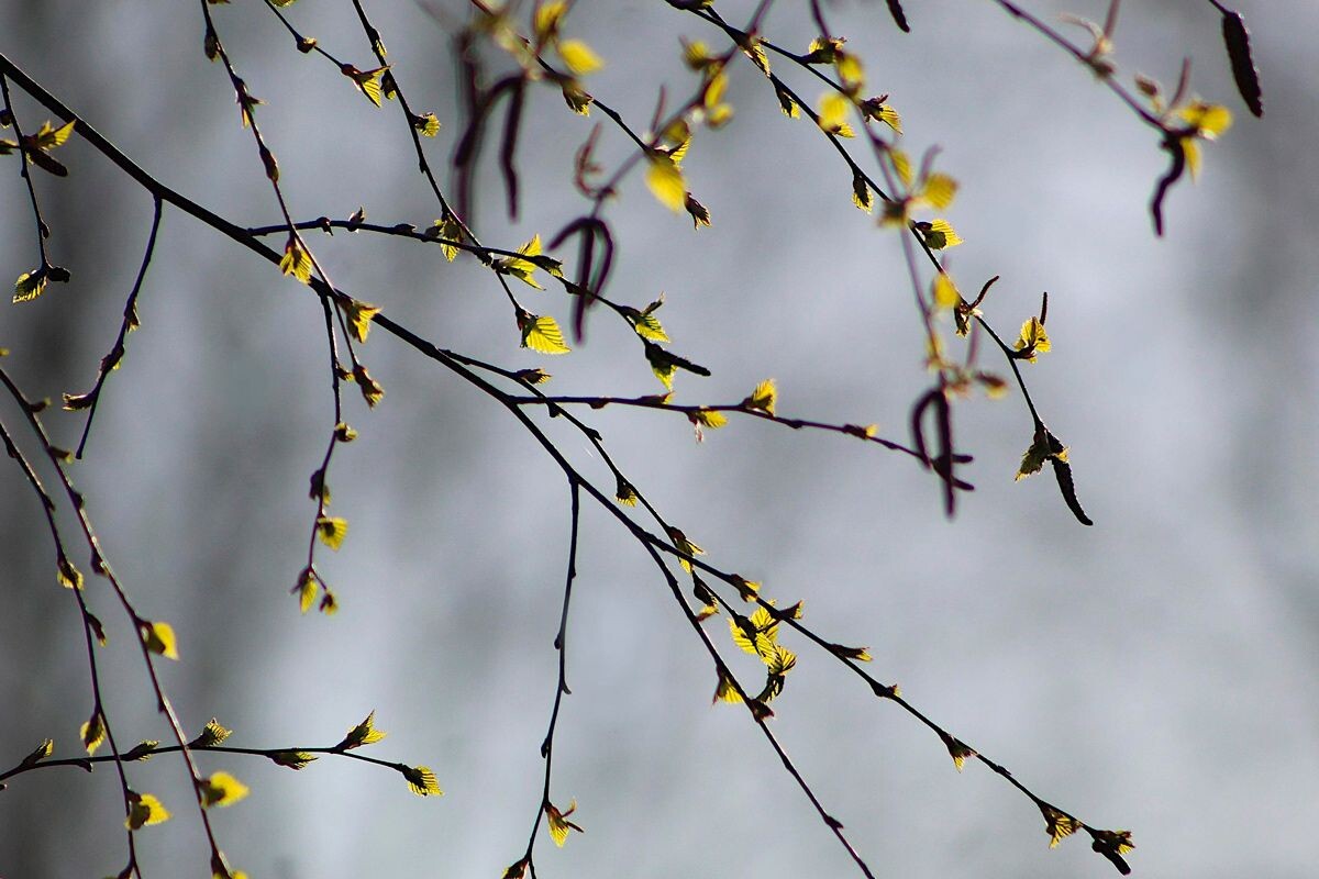    Фото: gosiak1980 / Pixabay.com