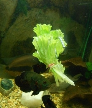 Лист салата