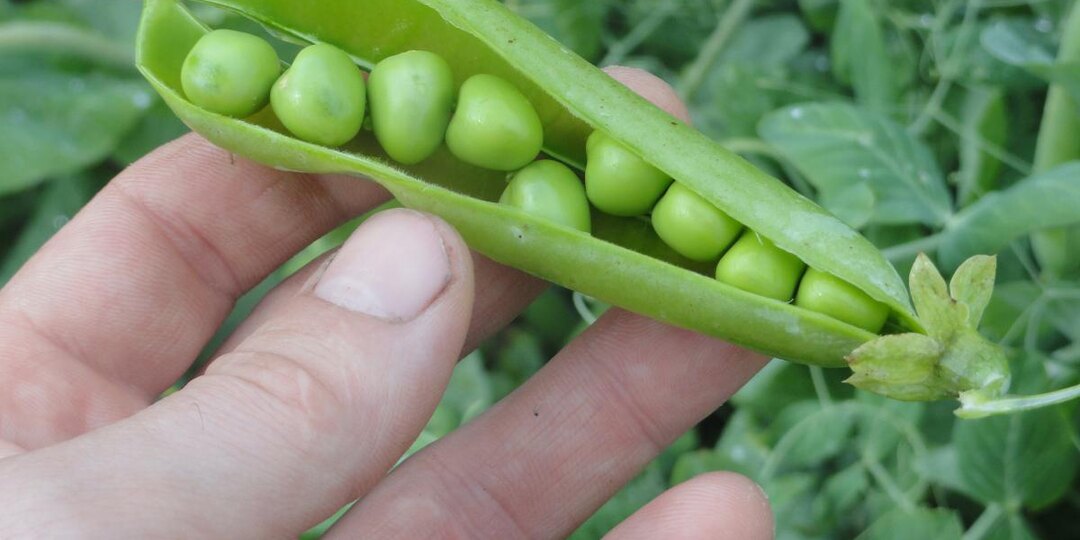 10 продуктов, которые защитят вас от рака кишечника: начните есть их уже сегодня