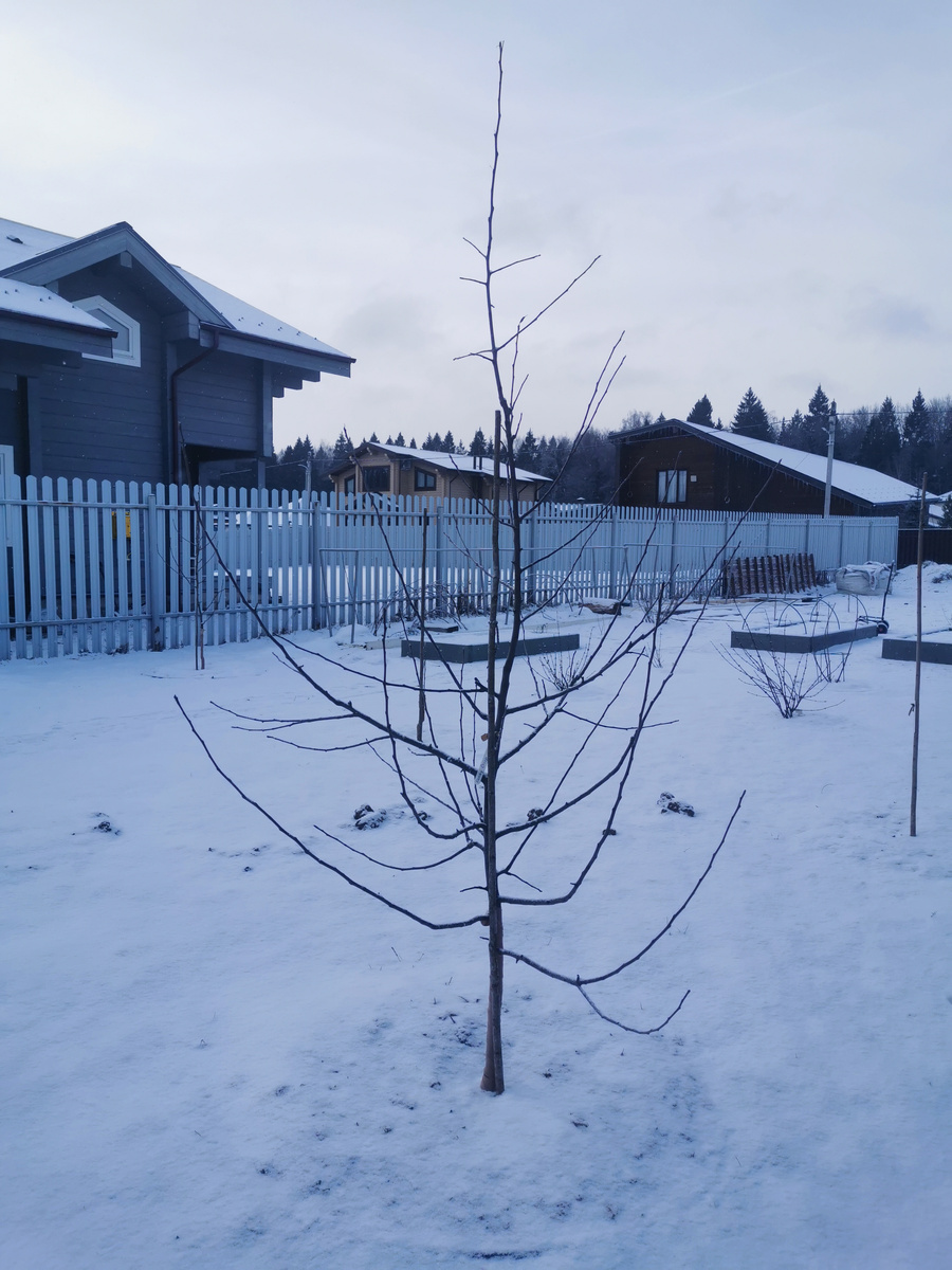 Это яблоня Honey Crisp, посадка весны 2023 г. однолетками с ОКС. Подвой 54-118.  