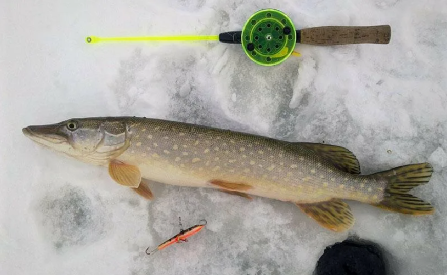 Щука в феврале