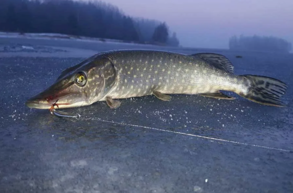 Щука на блесну