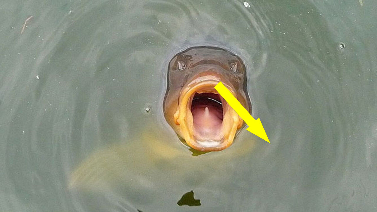    Карась, который стал мемом: Почему он дуреет и нас веселит?