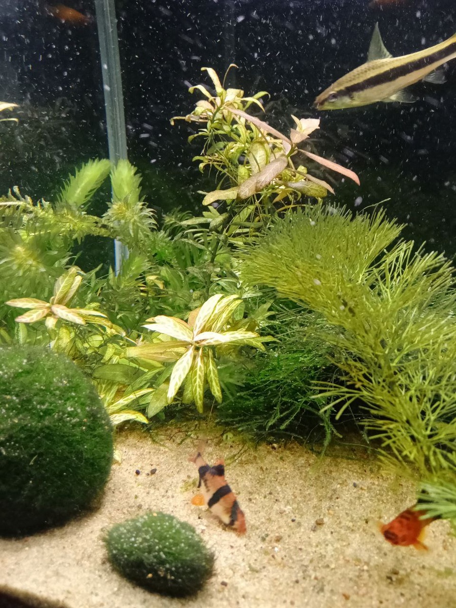 Суматранский барбус.