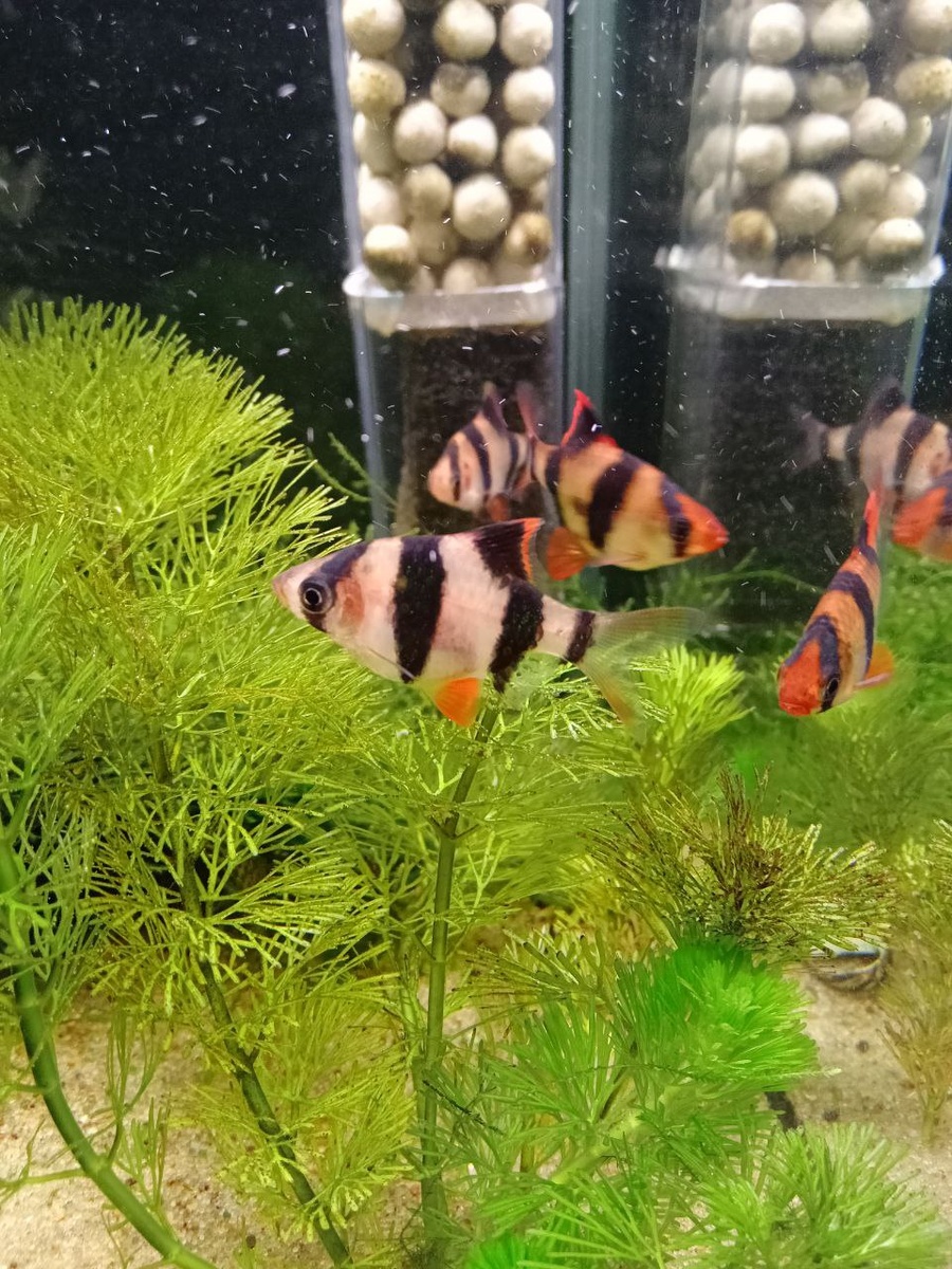 Суматранский барбус.