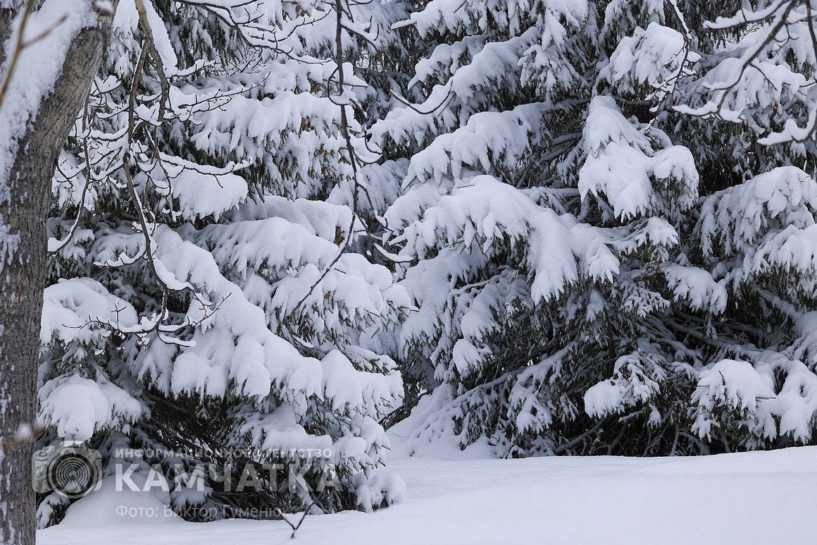 Фото: ИА «Камчатка» / Виктор Гуменюк