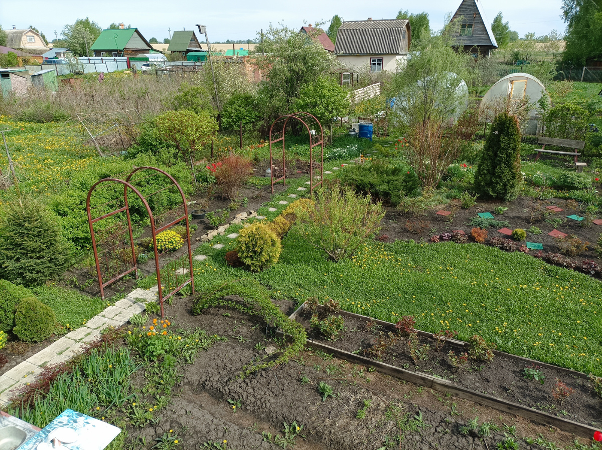 мой сад в конце мая 2024 г