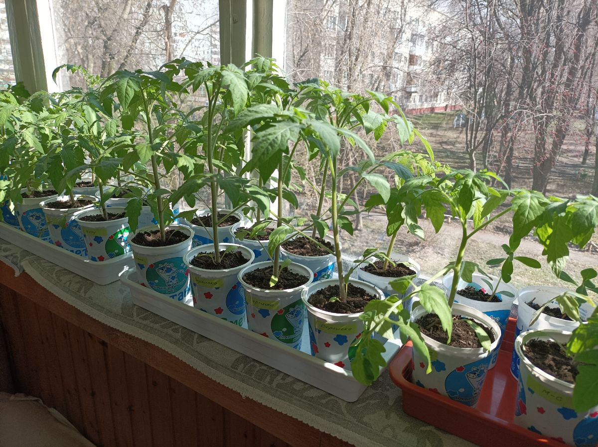 рассада томатов на лоджии в конце апреля