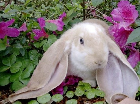 Кролик баран