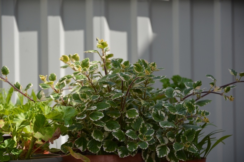 Куст плектрантуса в июне 2023 г.