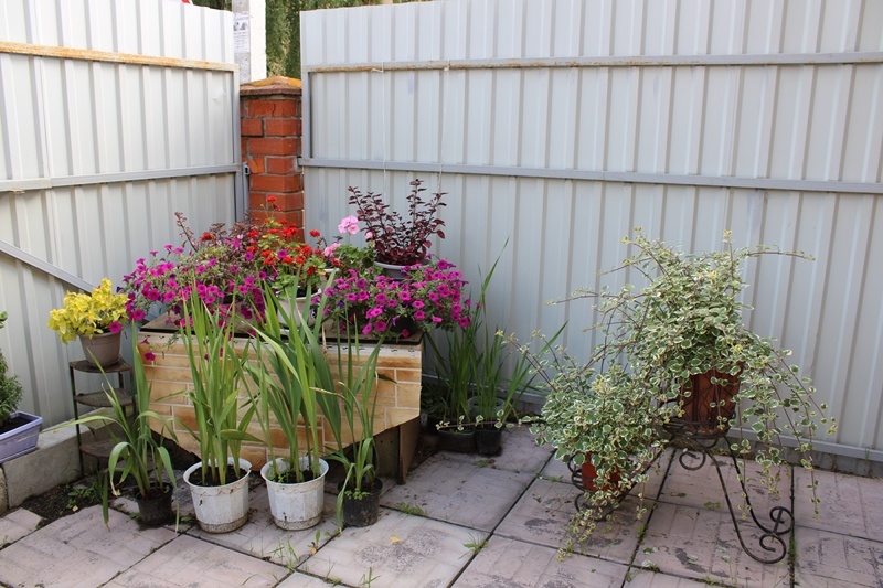 Зелёный уголок в саду. Август 2024 г.