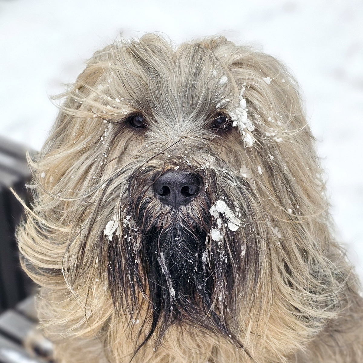 Мой тибетский терьер Меларен во время зимней прогулки. Фото из личного архива