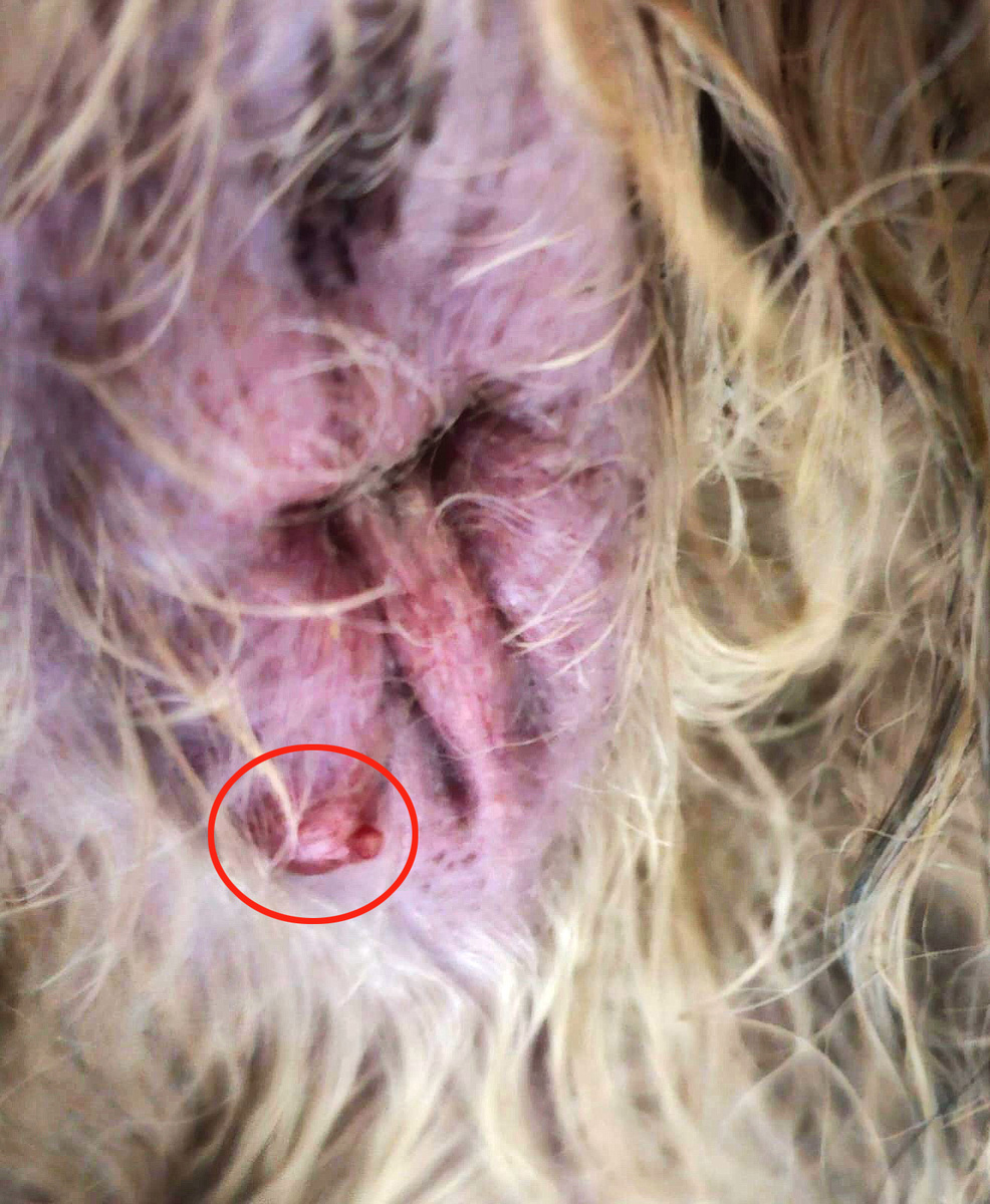 Та самая шишка, пока с одной головкой. Фото из личного архива