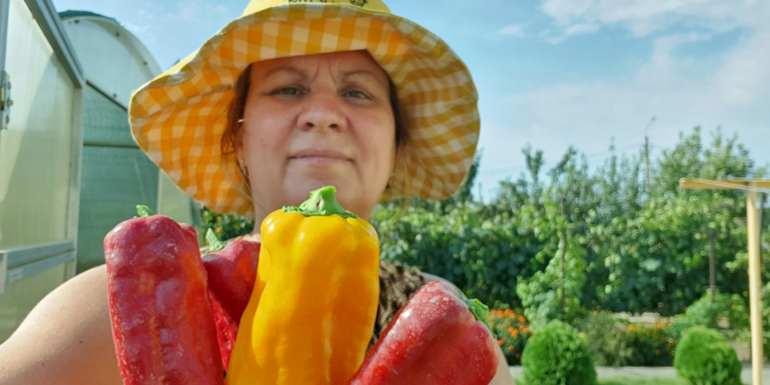Лучшие перцы для вашего огорода: какие перцы выращивют на своих участках опытные огородники