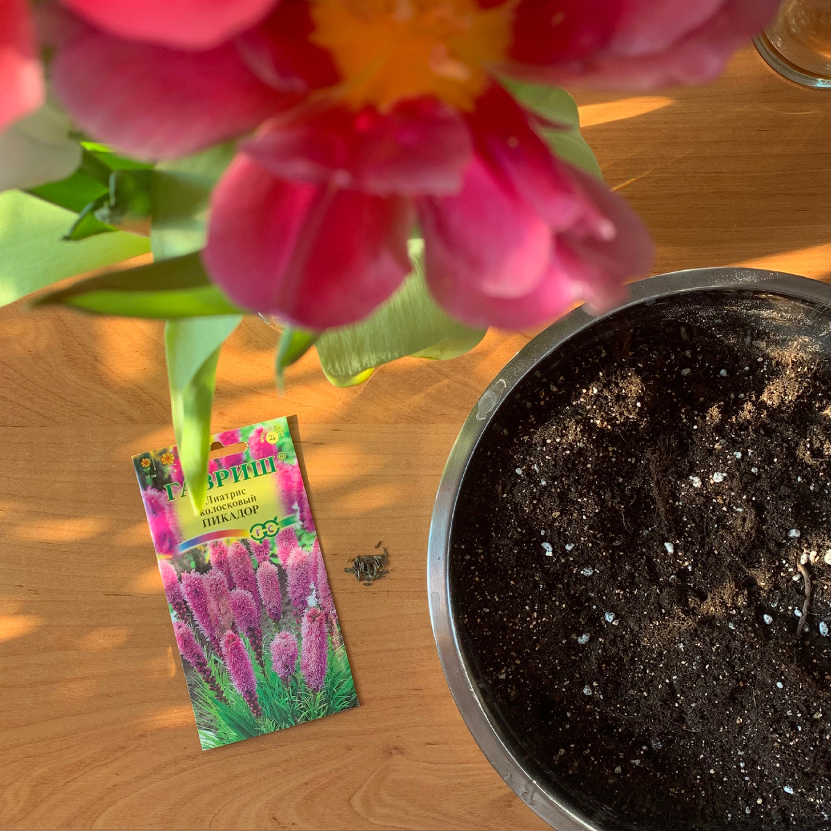 Семена лиатриса крупные и имеют хорошую всхожесть