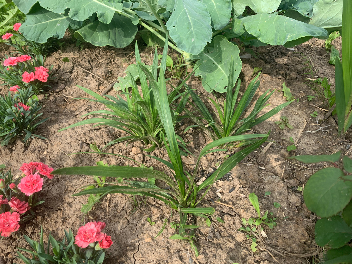 Лиатрис в первый год наращивает листву