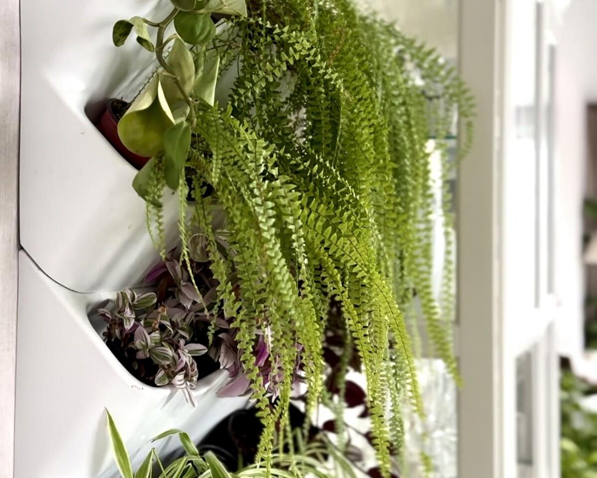 В нашем фитомодуле соседствуют попоротник, традескандия, перепромия и хлорофитум