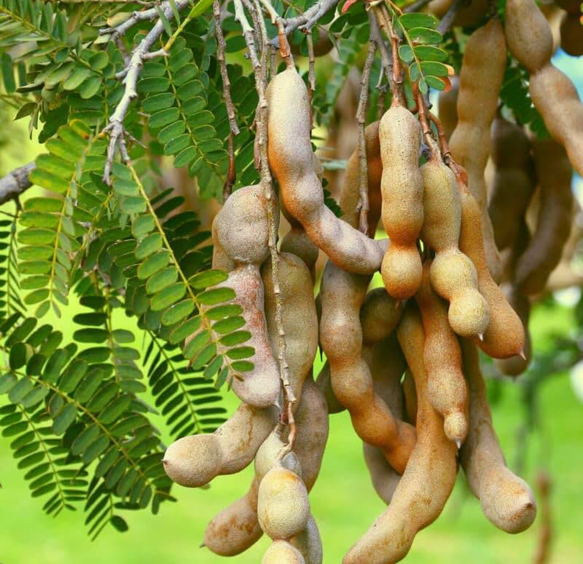 Плоды и листва Тамаринда