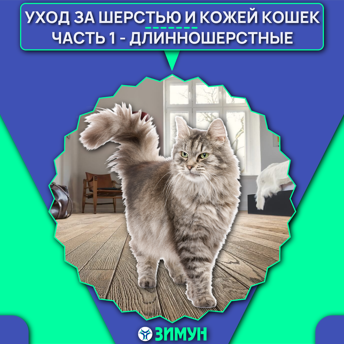 Заставка с кошкой длинношерстной породы на фоне