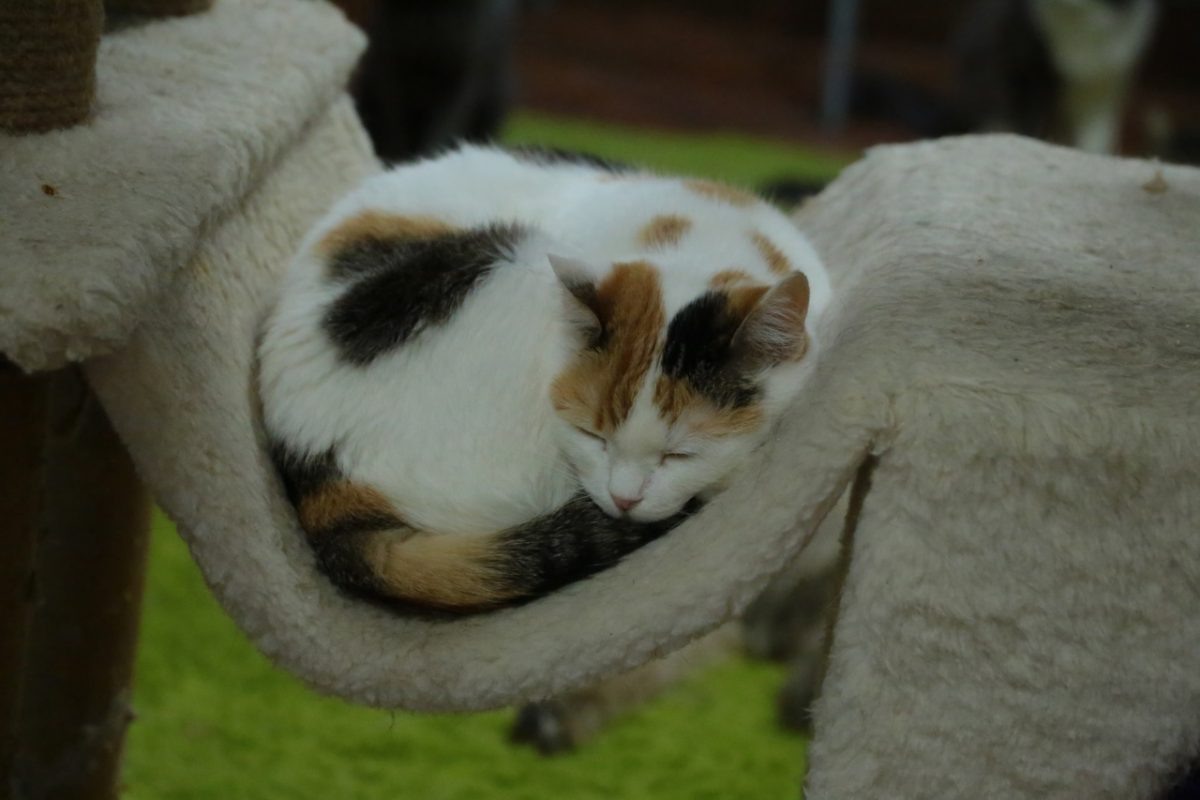    Трехцветного кота нельзя пускать в дом