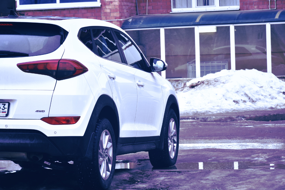 Местный железный волк. Копирование фотографии запрещено. Защищено авторским правом. 