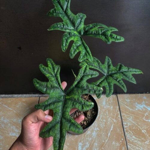 Источник фото https://stroy-podskazka.ru/alokaziya/sorta/zhaklin/