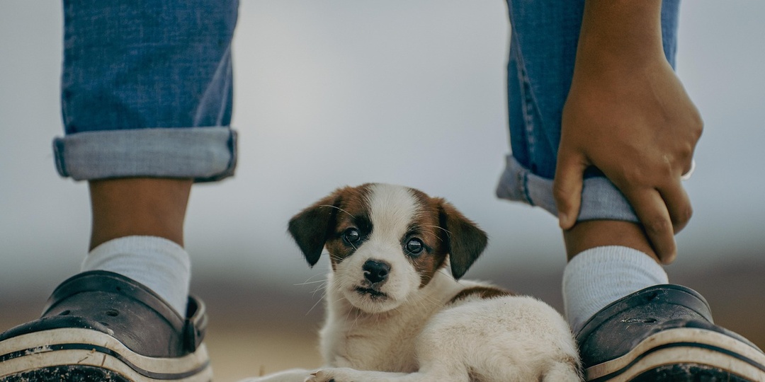 Джек-рассел-терьер: дьявол в обличии ангела