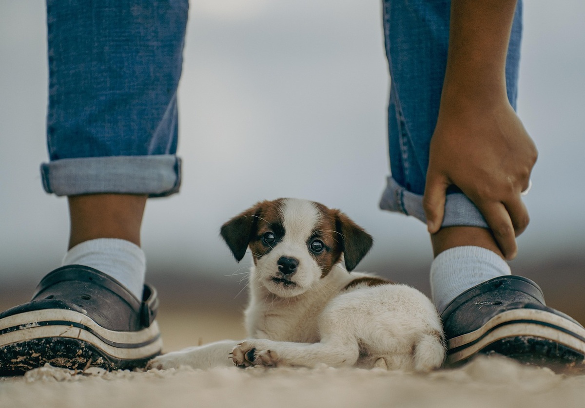Джек-рассел-терьер - одна из самых популярных пород в мире