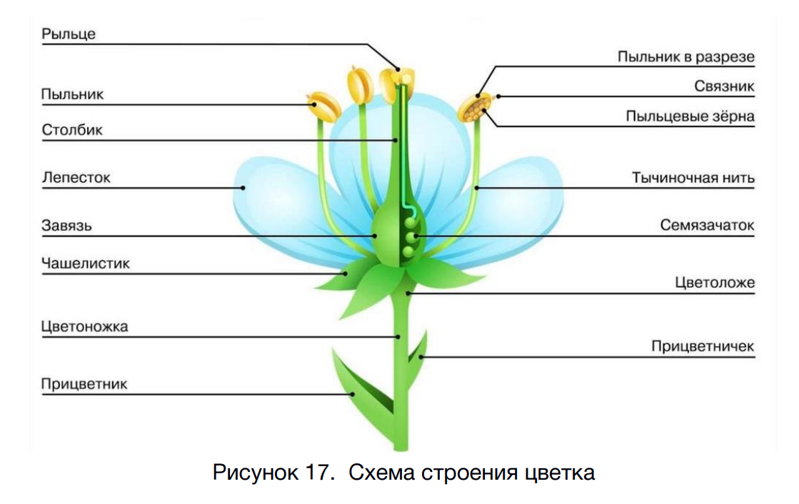 картинка отсюда: https://mf.bmstu.ru/info/science/dendro/books/06.pdf