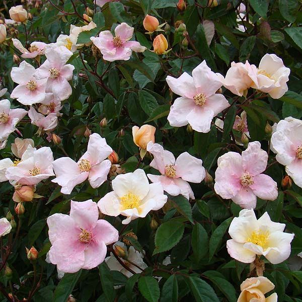 Роза Сувенир де Луи Ленс, фото из свободного источника.